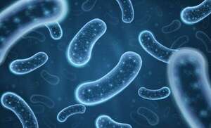 Día Internacional del Microbioma: el ‘Arca de Noé microbiana’ toma forma - Ciencia - ABC Color