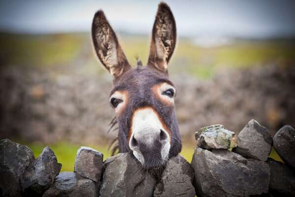 El alto costo de la medicina china: seis millones de burros sacrificados cada año - Ciencia - ABC Color