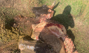 Otro golpe del abigeato en Nueva Londres, faenan una vaca lechera - OviedoPress