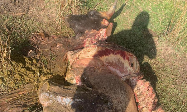 Otro golpe del abigeato en Nueva Londres, faenan una vaca lechera - OviedoPress