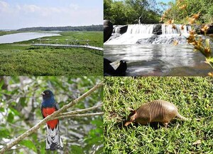 Itaipú conmemora 41 años de creación de las reservas Tatí Yupí, Itabo, Limoy y del Refugio Biológico Mbaracayú | DIARIO PRIMERA PLANA