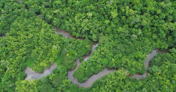 La Nación / 34 años protegiendo vida: el bosque Mbaracayú, refugio de biodiversidad, cultura y esperanza
