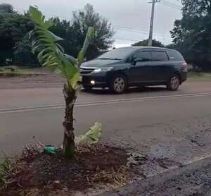 Cansados de esperar soluciones, plantan banana en un bache de la Ruta PY06 - ABC en el Este - ABC Color