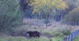 La Nación / El cambio climático amenaza a especies en peligro de extinción y Paraguay tiene 18 animales en lista