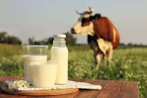 Mejoramiento genético para mayor producción de leche  - ABC Rural - ABC Color