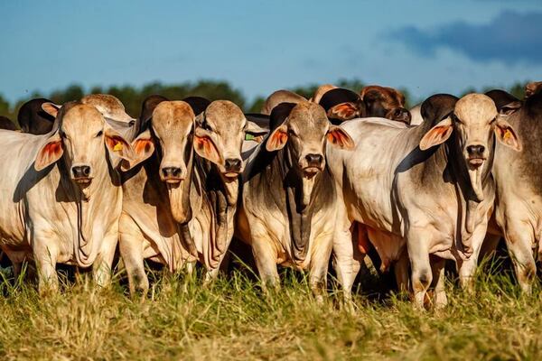 Experiencias y perspectivas sobre la fiebre aftosa y un año para llegar a acuerdos - ABC Rural - ABC Color