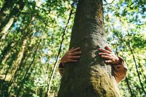 Día Internacional del Árbol: cómo los árboles se comunican entre sí bajo tierra  - Ciencia - ABC Color