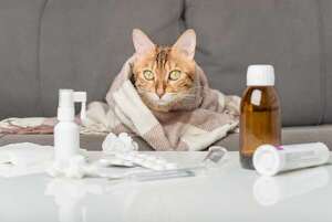 Gripe felina: síntomas, cuidados y prevención para proteger a tu gato - Mascotas - ABC Color