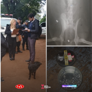 Allanamiento en Encarnación por presunto caso de zoocidio - «TVS DIGITAL»