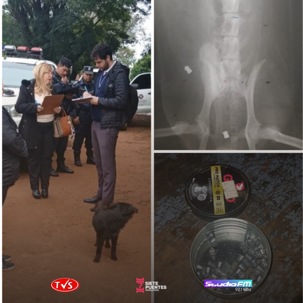Allanamiento en Encarnación por presunto caso de zoocidio - «TVS DIGITAL»