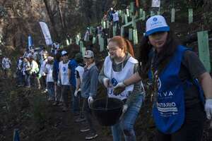 Mil árboles nativos son plantados en jardín chileno arrasado por el megaincendio de 2024 - Mundo - ABC Color