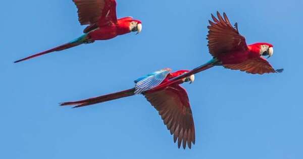 La Nación / La mejor manera de disfrutar de las aves es dejarlas en libertad