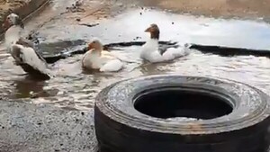 Video: Patos se bañan en baches de Mariano Roque Alonso