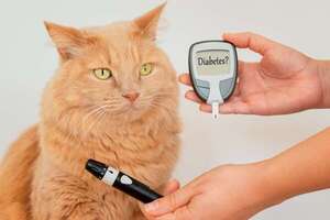 Diabetes en perros y gatos: cómo detectar los síntomas y cuidar a tu mascota en casa - Mascotas - ABC Color