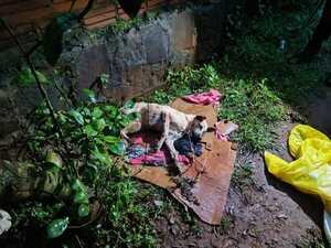 ALLANAN VIVIENDA Y RESCATAN A UNA MASCOTA HERIDA EN CAMBYRETÁ 