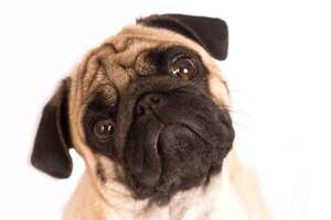 ¿Tu perro te entiende cuando llorás? Lo que revela la ciencia - Mascotas - ABC Color