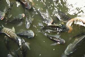 Con producción de nuevas especies, acuicultura paraguaya gana terreno