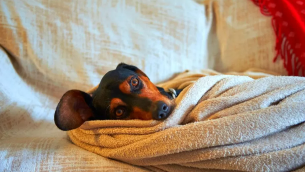 Piden que perritos duerman bajo techo ante ola de frío