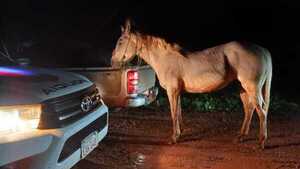 Rescatan a valioso caballo de carrera