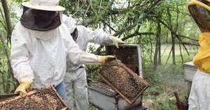 La Nación / Hambre Cero: apicultores de Guairá ya lograron colocar 1,7 toneladas de miel de abeja