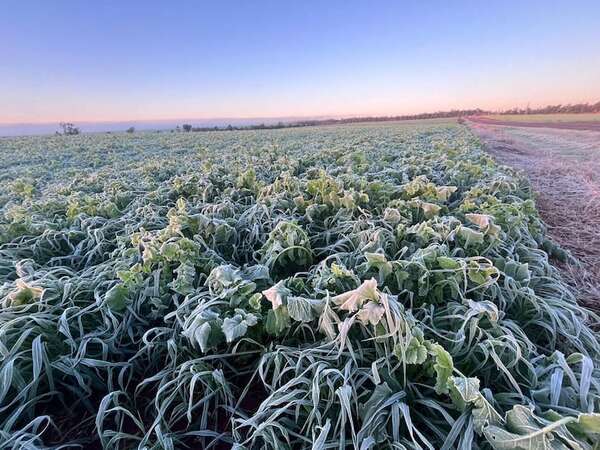 Heladas generan preocupación en el campo e impactan en cultivos sensibles de la temporada - Economía - ABC Color