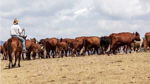 Junta aprueba un aumento de tasas al Frigorífico Concepción