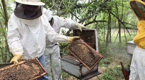 Productores de Guairá colocaron 1.700 kilos de miel dentro del programa de alimentación escolar