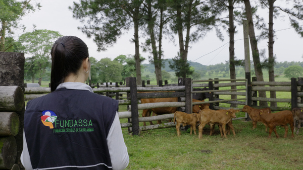 Trazabilidad ganadera en Paraguay: el sistema SITRAP alcanza 92% de avance en su implementación por etapas