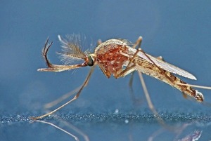 El frío mata mosquitos