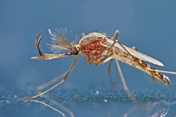 El frío mata mosquitos