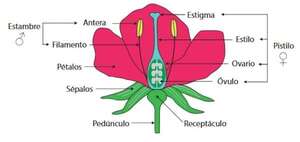 Angiospermas: qué son, partes de una flor y por qué son importantes las plantas con flores - Ciencias Naturales Segundo Ciclo - ABC Color