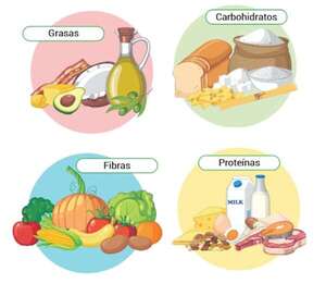 Grupos de alimentos: qué son los energéticos, formadores y reguladores, y para qué sirven - Medio Natural y Salud Primer Ciclo - ABC Color