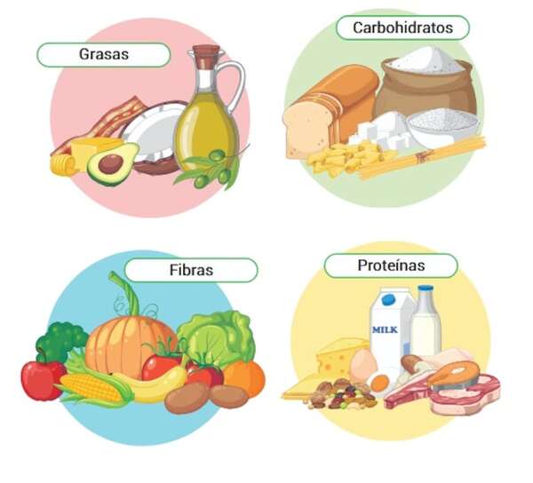 Grupos de alimentos: qué son los energéticos, formadores y reguladores, y para qué sirven - Medio Natural y Salud Primer Ciclo - ABC Color