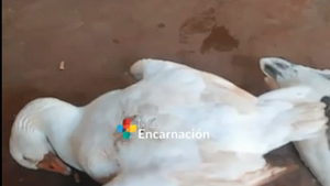Reportan animalitos muertos debido al intenso frío en Capitán Miranda, Itapúa