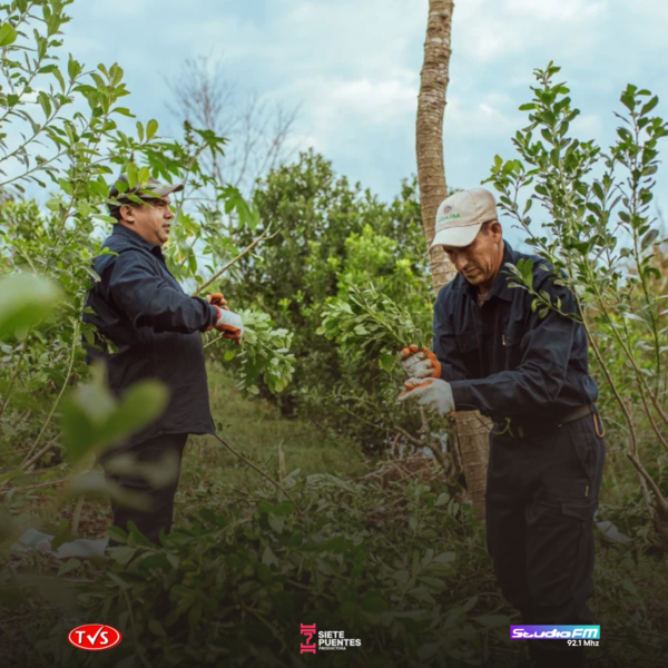 CRISIS EN ITAPÚA: EL PRECIO DE LA YERBA MATE SE HUNDE Y GOLPEA A PEQUEÑOS PRODUCTORES - «TVS DIGITAL»