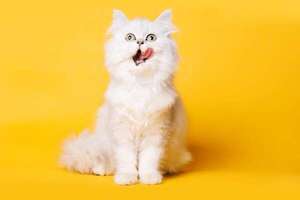 Los siete comportamientos más extraños de tu gato (y qué significan realmente) - Mascotas - ABC Color