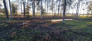 Villa Florida: Denuncian tala indiscriminada de árboles en campo comunal - Nacionales - ABC Color