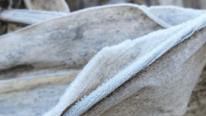 Heladas en Itapúa: daños y beneficios agrícolas