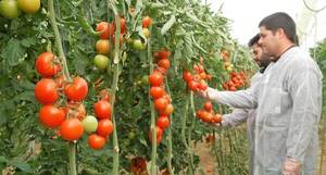 Proyecto de KOICA busca fortalecer las capacidades de producción, acopio y comercialización de hortalizas
