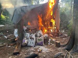Itapúa: destruyen campamentos y más de cinco toneladas de marihuana en reserva natural - Policiales - ABC Color
