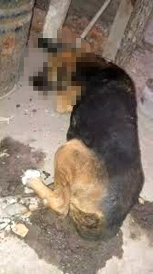 INCREÍBLE: Denuncian a depravado por mantener a su perrita como esclava sexu@l - La Clave