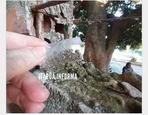 ¡Encuentran marihuana en la muralla de una escuela!