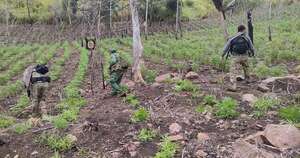 Diario HOY | Golpe a narcos: anulan casi 17 toneladas de marihuana en Amambay