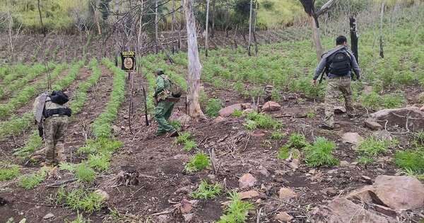 Diario HOY | Golpe a narcos: anulan casi 17 toneladas de marihuana en Amambay