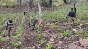 ¡Golpe millonario al narco! Destruyen centro de marihuana en Amambay