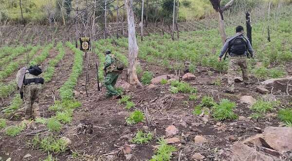 ¡Golpe millonario al narco! Destruyen centro de marihuana en Amambay