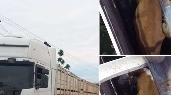 Camión con 40 vacunos sin documentación fue incautado en José Falcón