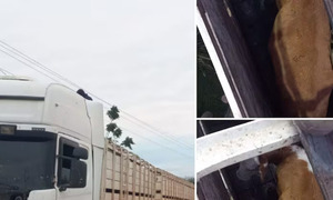 Camión con 40 vacunos sin documentación es retenido en Falcón - OviedoPress