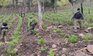 Operativo en Amambay frustra tráfico de 17 toneladas de marihuana - OviedoPress