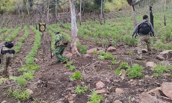 Operativo en Amambay frustra tráfico de 17 toneladas de marihuana - OviedoPress